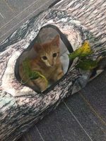 Tree Pattern Tunnel Pet Zhiyi Cat Toy Pets Supplies Dog Toys - Image 4